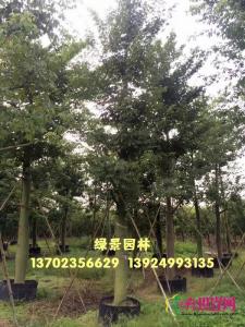 大福木棉