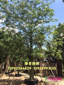 大福木棉